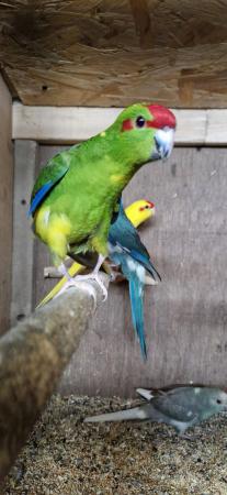 Image 2 of Kakariki, this year's young and proven birds.