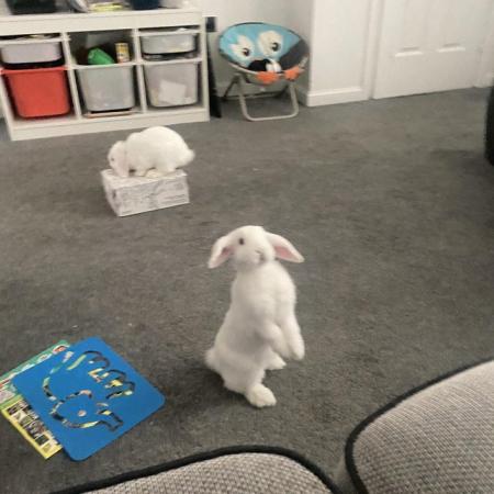 Image 4 of 2 Baby Rabbits, White, Lop Eared, Females