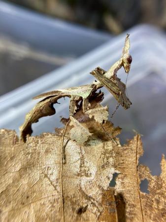 Image 3 of Dragon Mantis (Stenophylla lobivertex) Adults