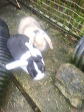Image 2 of Two friendly and sociable outdoor  bunnies