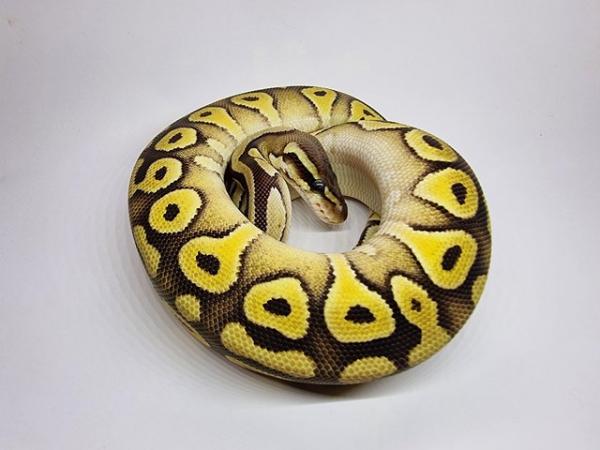 Image 6 of Royal / Ball Pythons - Multiple available