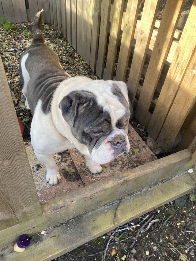 Preview of the first image of Old English bulldog in need of new home..