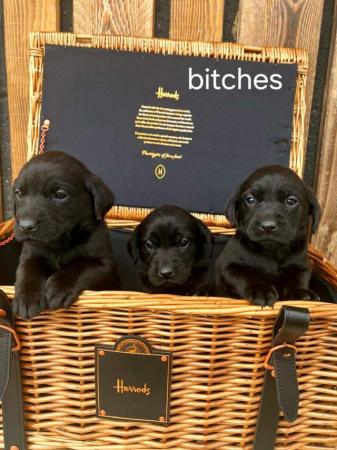 Image 7 of Working bred labrador puppies