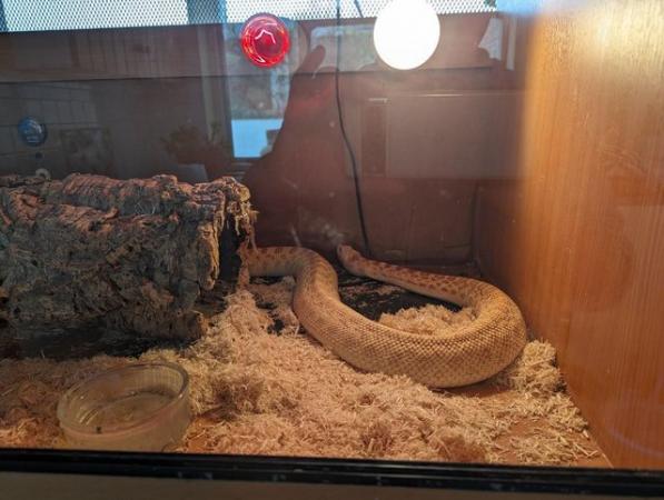 Image 4 of Beautiful albino Calfornian bull snake with viv for sale