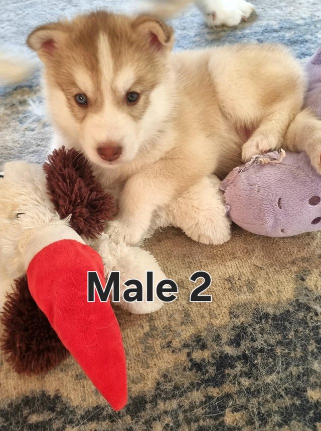 Preview of the first image of Full pedigree Siberian husky pups for sale.