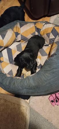 Image 2 of Sprocker Spaniel Puppies for sale