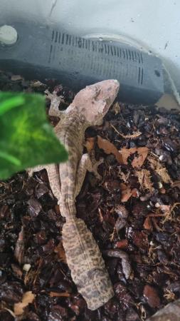 Image 3 of Leaftail gecko (uroplatus Henkel I)