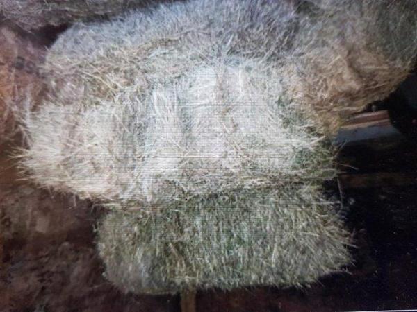 Image 3 of Hay For Sale Surplus To Requirements Year June 2024