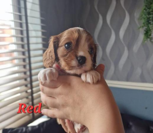 Image 1 of Cavalier king charles spaniel puppies