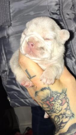 Image 6 of Lilac and tan Merle female french bulldog