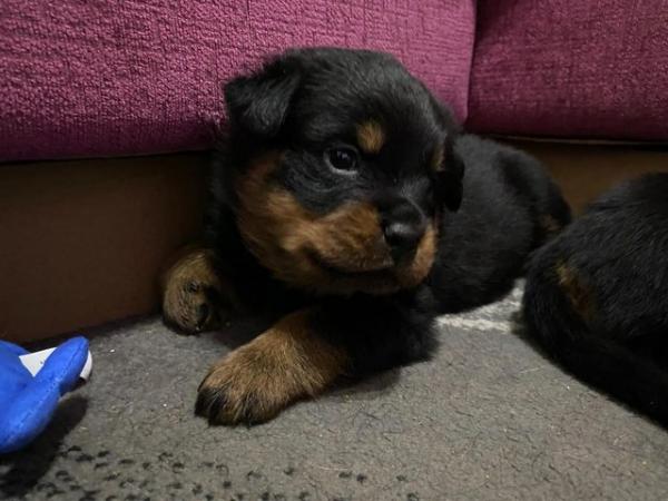 Image 4 of 4 week old Rottweiler puppies for sale