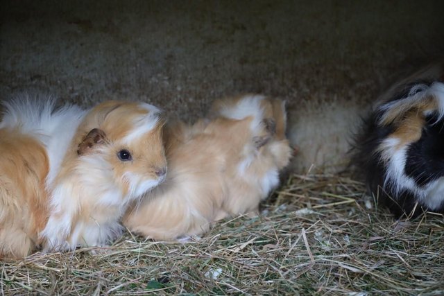 Preview of the first image of 2 Peruvian cross Satin Boars and 1 sow. Guinea Pigs..
