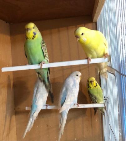 Image 1 of Female budgies looking for good loving homes