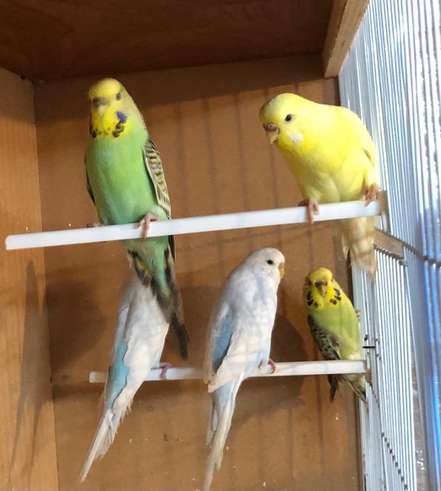 Preview of the first image of Female budgies looking for good homes.