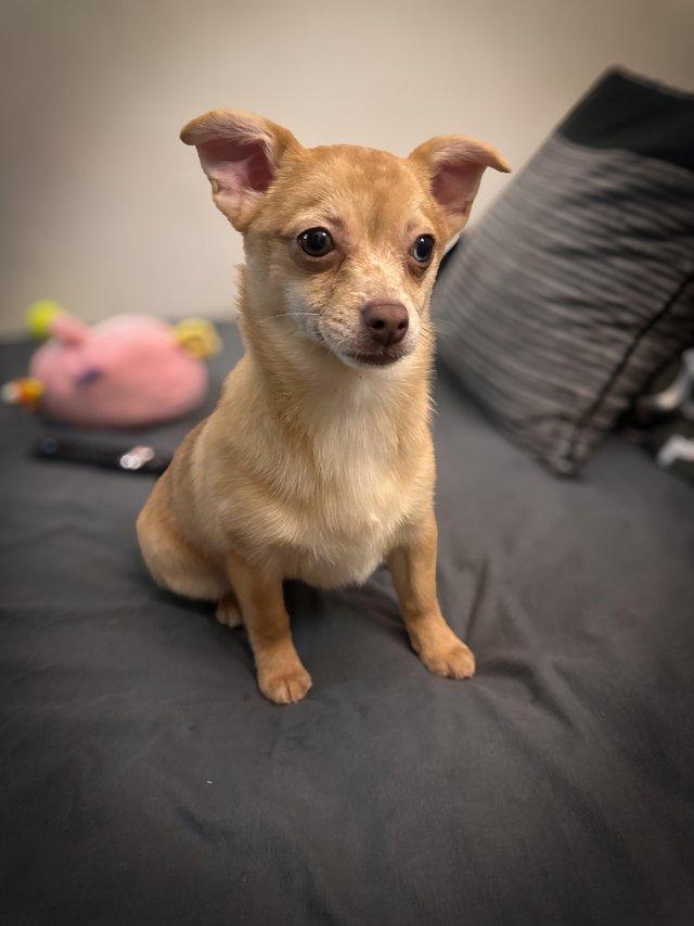 7 month old sales chihuahua