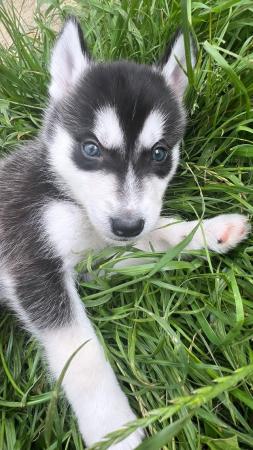 Image 7 of Beautiful Siberian Husky Cross  Malamute Puppies For Sale