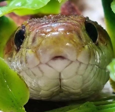 Image 1 of OMG Beautiful motley female corn snake
