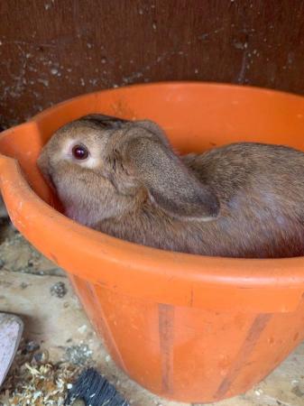 Image 5 of Male Dwarf Lop Rabbit for sale