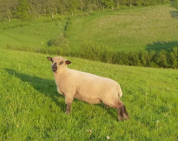 Image 2 of MV accredited Pedigree Shropshire Ram lambs R1s