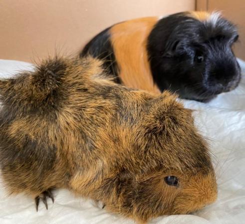 Image 5 of 2 Beautiful Guinea pig Sisters For Sale