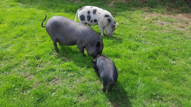 Image 2 of Lovely tempered female Pig Free to a good home