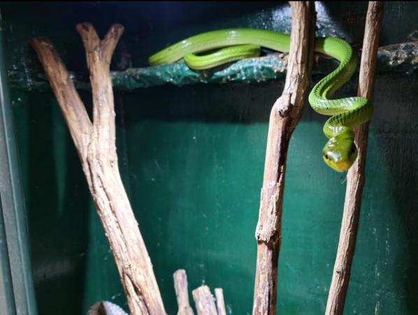 Image 3 of Red Tailed Racer snake Gonyosoma oxycephalum