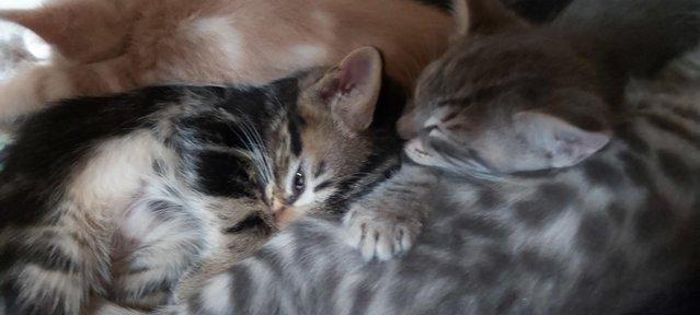 Image 9 of SILVER TIPPED TABBY KITTENS