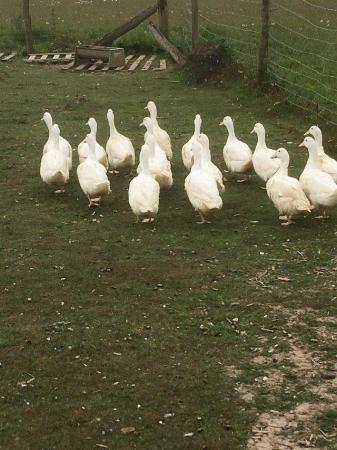 Image 1 of Point of lay Cherry valley ducks ….