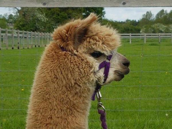 Image 2 of STUNNING BAS FAWN ALPACA MALE- READY TO MEET THE GIRLS