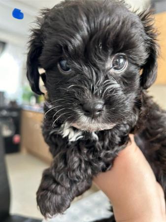 Image 11 of Toy Shih-poo’s puppies (Imperial )