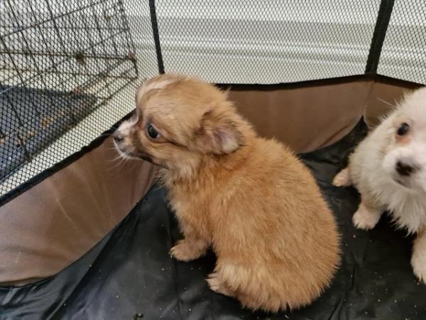Image 8 of 3x Male Pomchi Puppies for Sale!