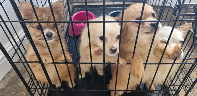 Image 23 of 3x Male Pomchi Puppies for Sale!