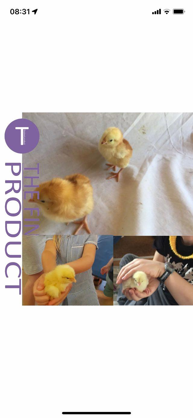 Preview of the first image of Chicks - day old/week old - light Sussex & Rhode Island Red.