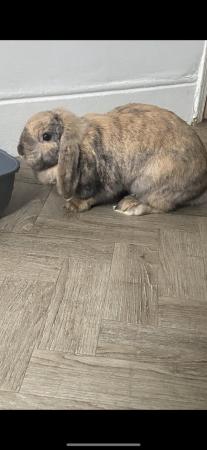 Image 1 of 2 sister French lop rabbits approx 11 months old