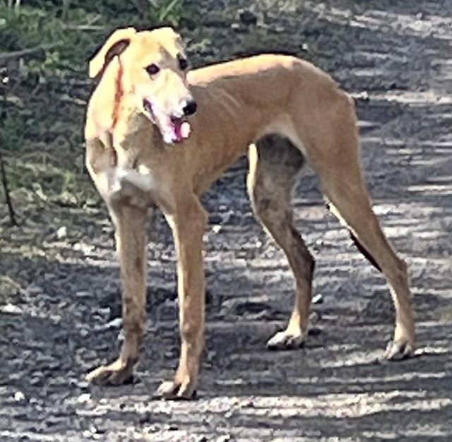 Preview of the first image of 7 month old Lurcher girl for sale.