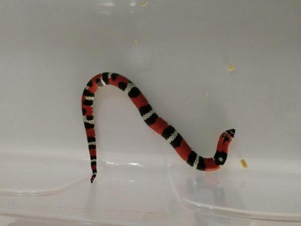 Image 2 of Tricolor hognose snake juveniles. (Xenodon pulcher)