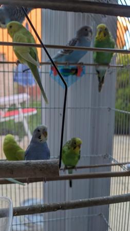 Image 4 of Young and healthy budgies!