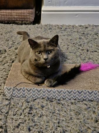 Image 1 of Female Blue British Shorthair 2 Year Olds