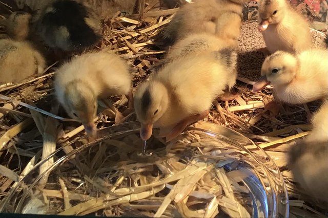 Preview of the first image of Happy healthy Silver Appleyard ducklings.