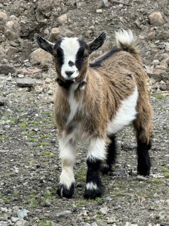 Image 1 of Beautiful Pygmy Nannie Goats