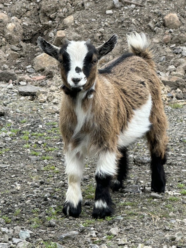 Preview of the first image of Beautiful Pygmy Nannie Goats.