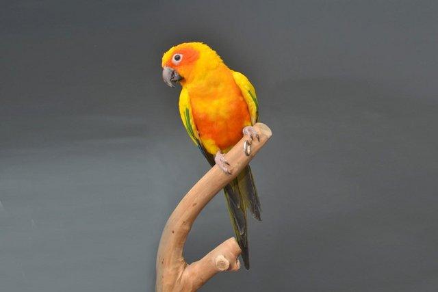Preview of the first image of Baby Sun conures for sale,19.