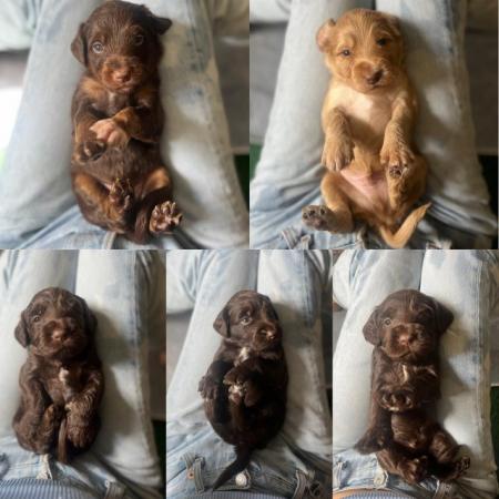 Image 10 of Litter of 10 flashy Australian Cockapoo puppies
