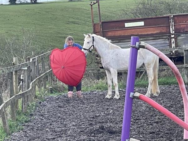 Image 1 of Grey/spot very Sweet mare 5 years 13.2