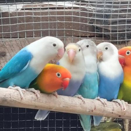 Image 9 of 16 to 24 month old lovebirds for sale