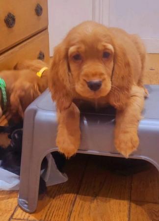 Image 4 of COCKER SPANIEL PUPPIES FOR SALE