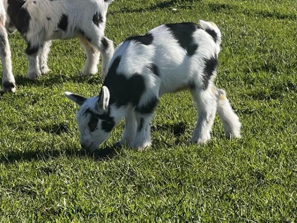 Image 17 of Registered Male Dwarf Dairy Goat Kids like Nigerian Dwarf