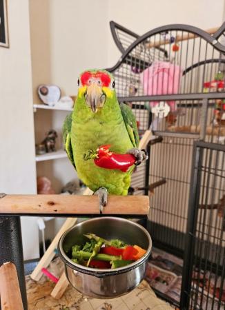Image 6 of 11 month old red lored amazon parrot