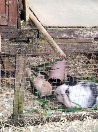 Image 6 of Baby rabbits (mini lop x Rex)