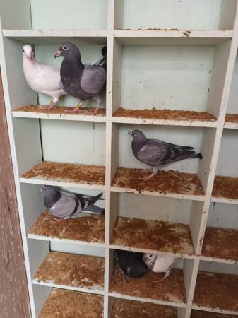Image 12 of 2024 Racing Pigeons for sale - Squeakers - Eye Suffolk